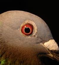 鴿子的眼睛小說封面